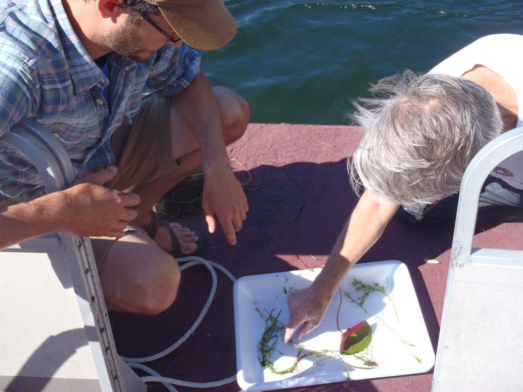 Volunteers being trained to identify aquatic invasive species
