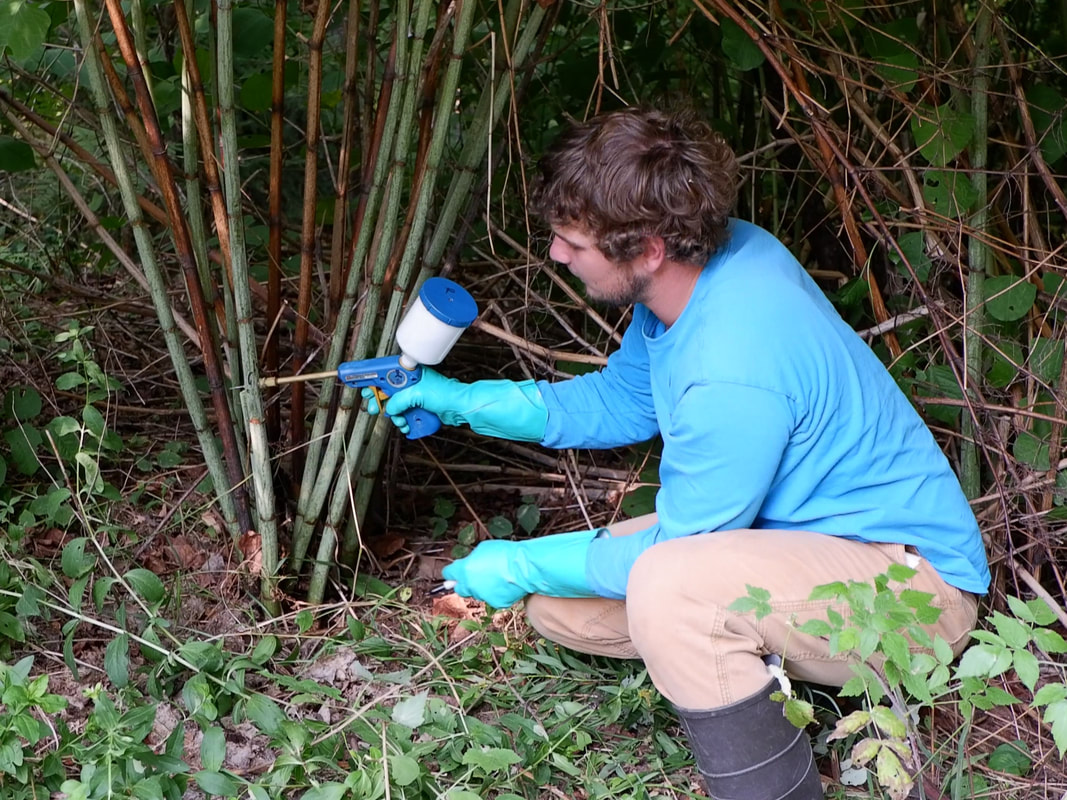 A man injecting herbicide into Japanese knotweed